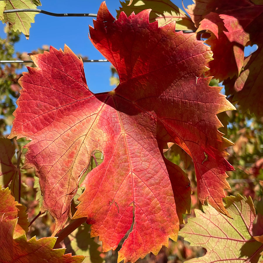 FREE Guide to Best Wines with Autumn Foods